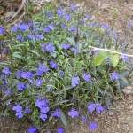 Is there such a thing as Lobelia weed?