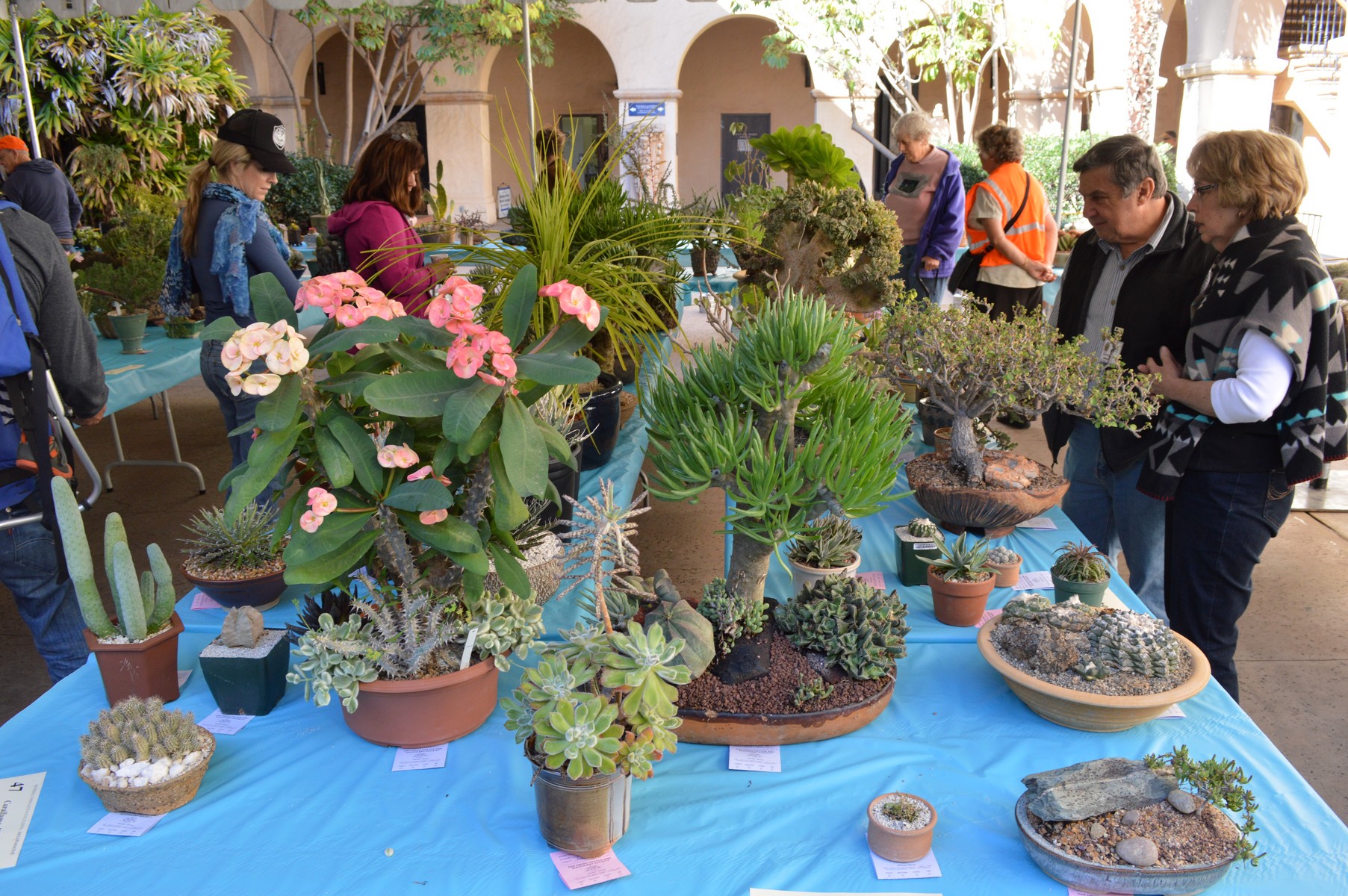 San Diego Cactus and Succulent Society Winter Show