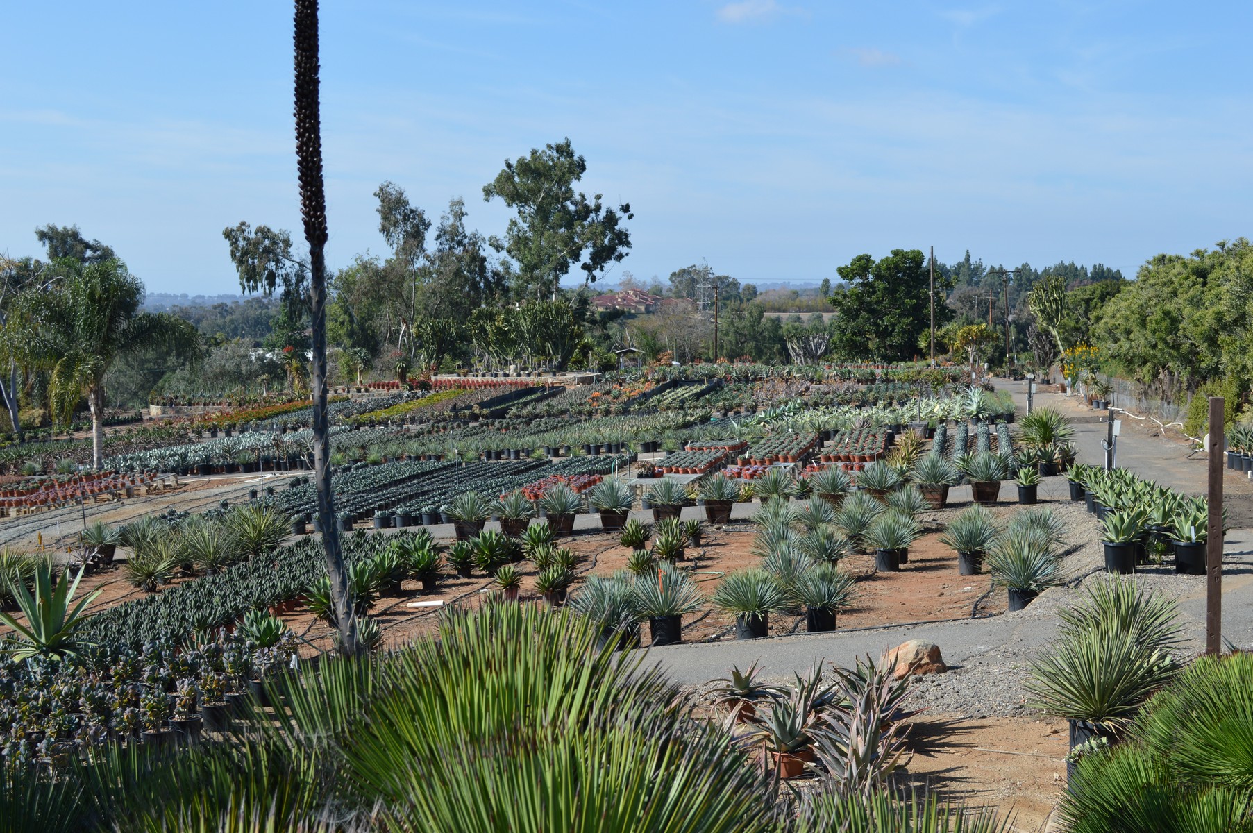 Rancho Soledad Nursery Tour