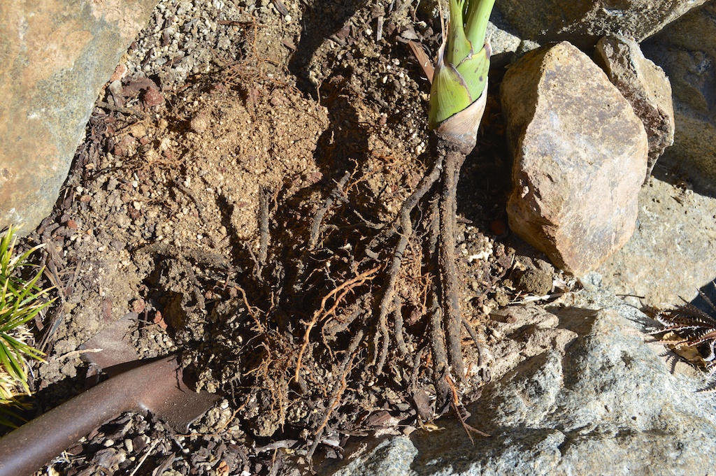 Pseudophoenix ekmanii Roots