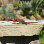 Brown Anole lizards naturalizing in my garden