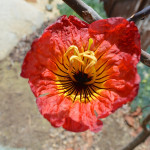Fernandoa magnifica flowering in Southern California