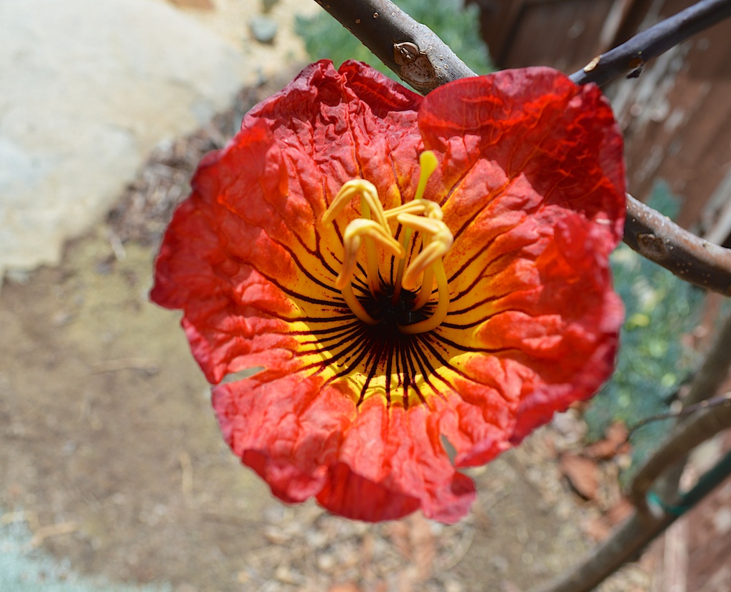 Fernandoa magnifica Bloom Closeup