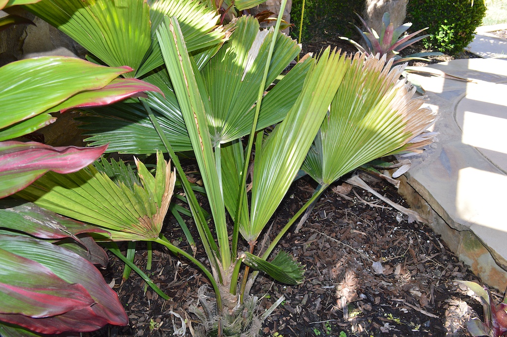 Santa Ana Wind Palm Damage