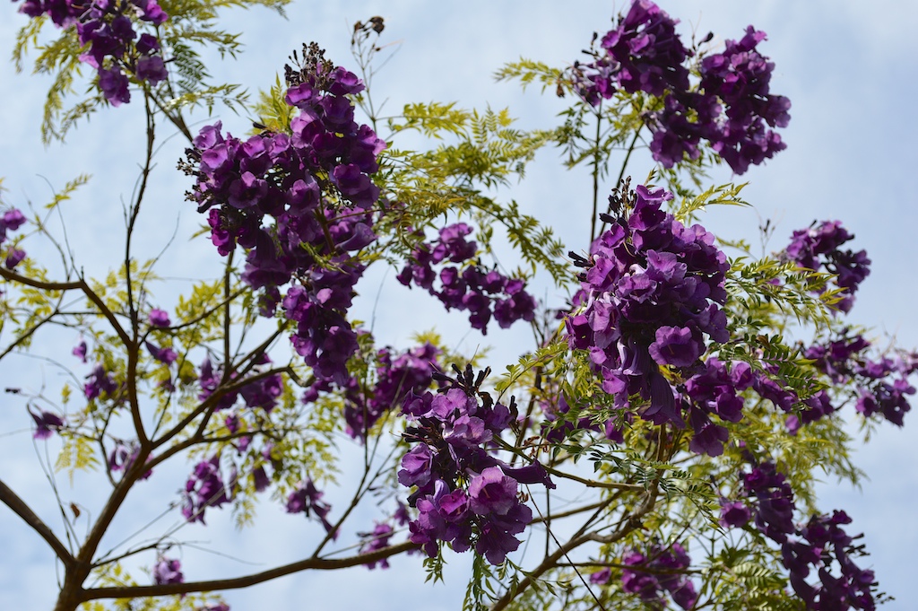 Jacaranda jasminoides Flowering