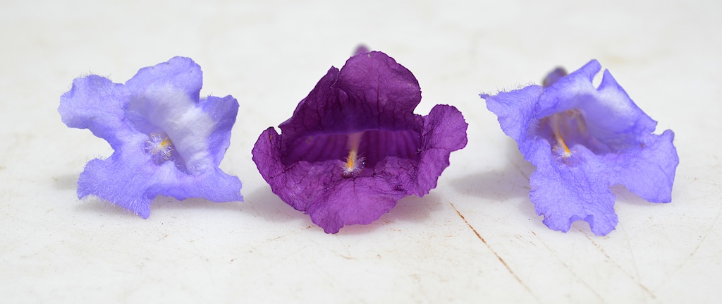Jacaranda jasminoides Flower Comparison