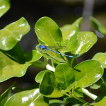 Dragonflies patrolling the skies above my koi pond