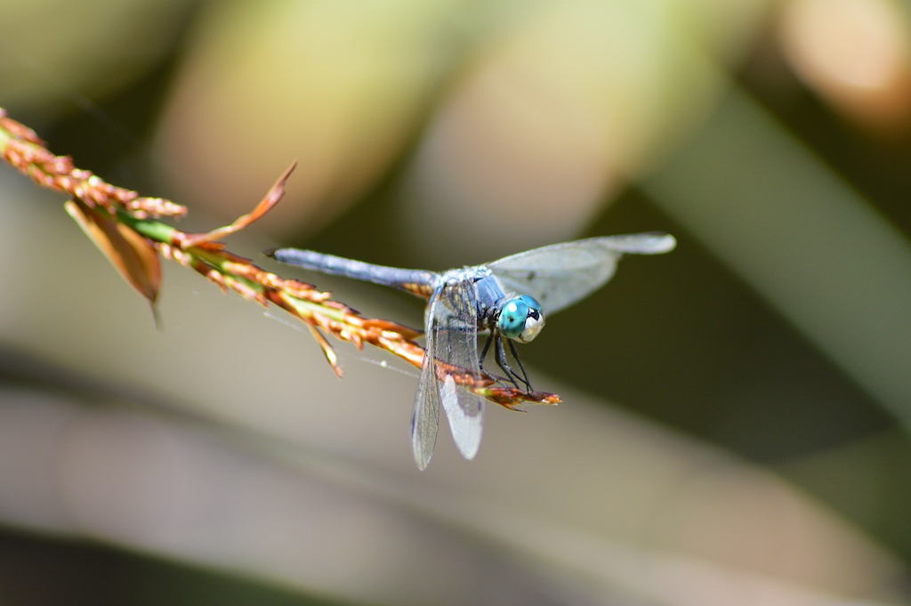 Blue Dasher (Pachydiplax longipennis) on Cycad