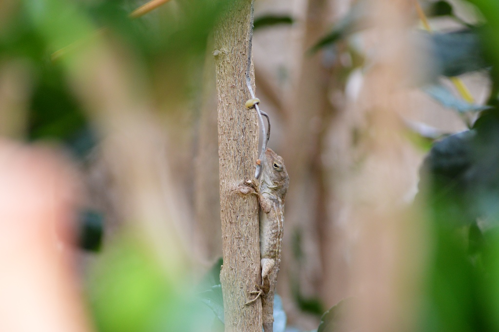 Brown Anole Well Camouflaged