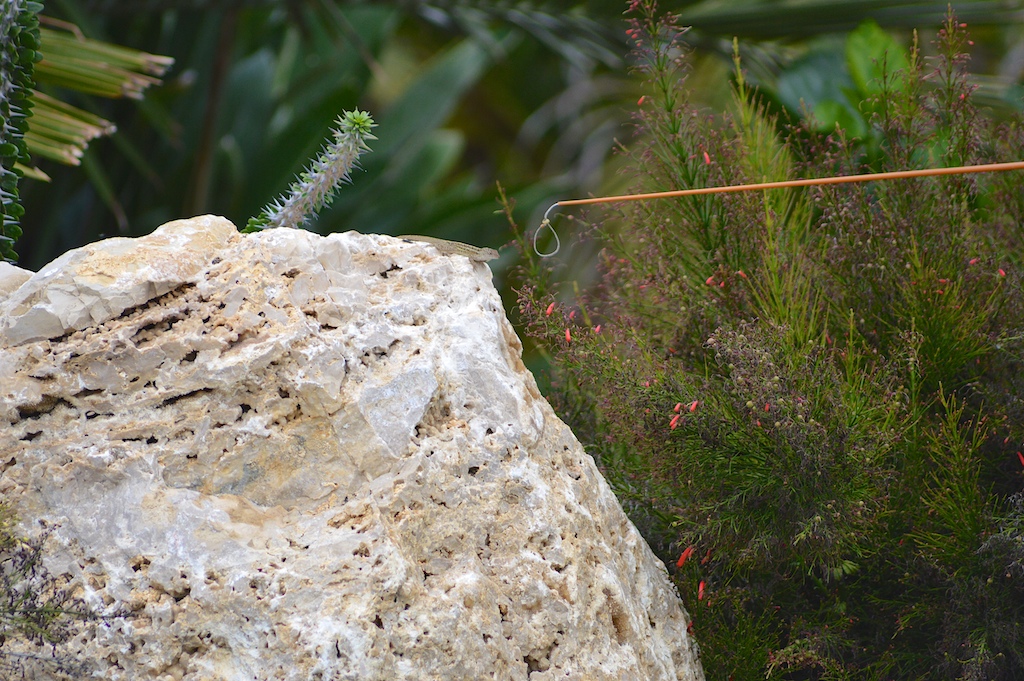 Catching a Brown Anole Fishing Pole