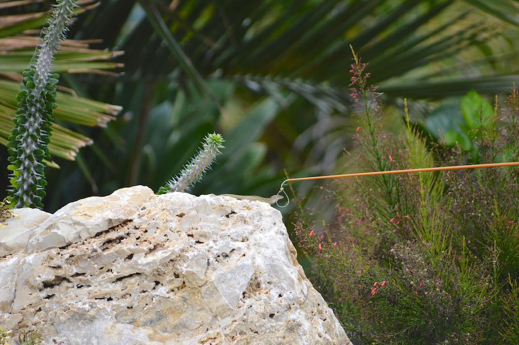 Catching a Brown Anole Fishing Pole