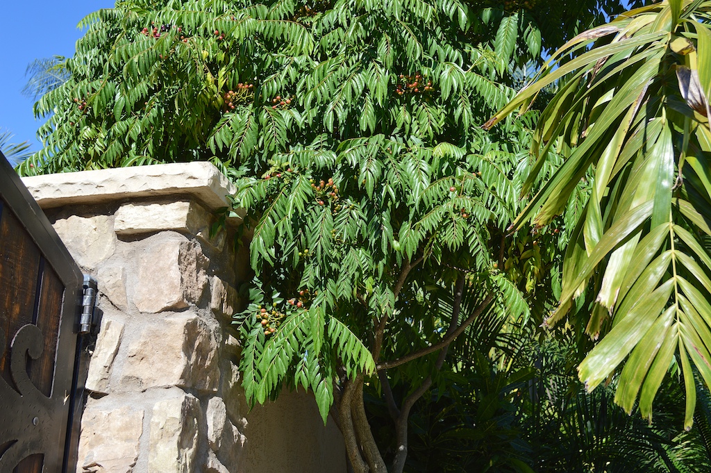 Murraya koenigii (Curry Leaf Tree)