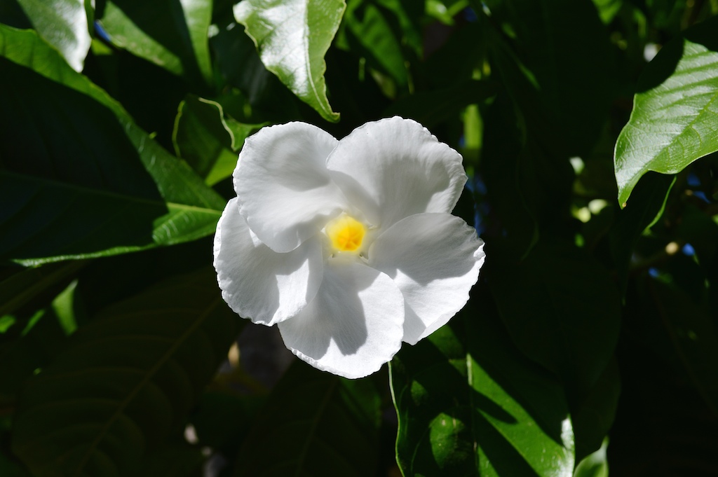 Stemmadenia littoralis Flower