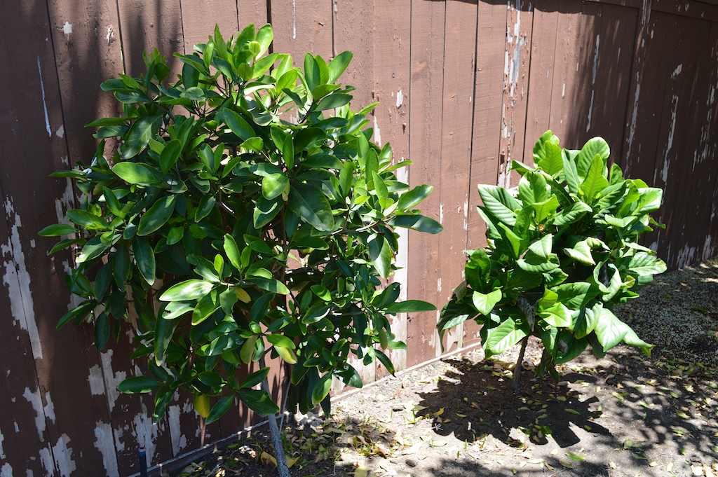 Atractocarpus rotundifolius and Atractocarpus bracteatus Leaf Comparison