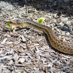 San Diego Gopher Snake and a few other garden visitors
