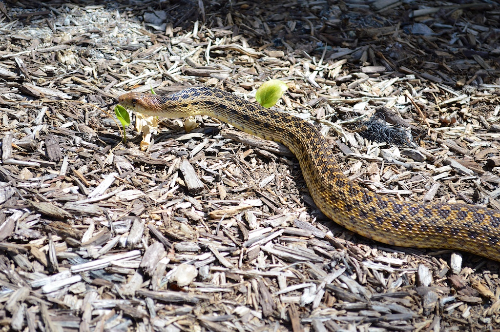 San Diego Gopher Snake Closeup