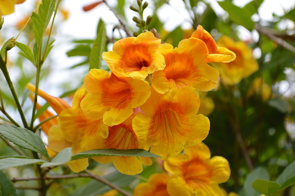 Tecoma x 'Orange Jubilee' Flowers