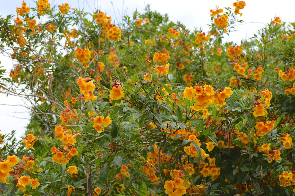 tecoma orange jubilee stans relatives flower close sunrise few navigation post plants