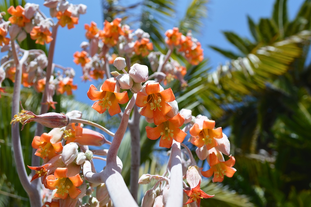 Cotyledon orbiculata var. orbiculata Flower