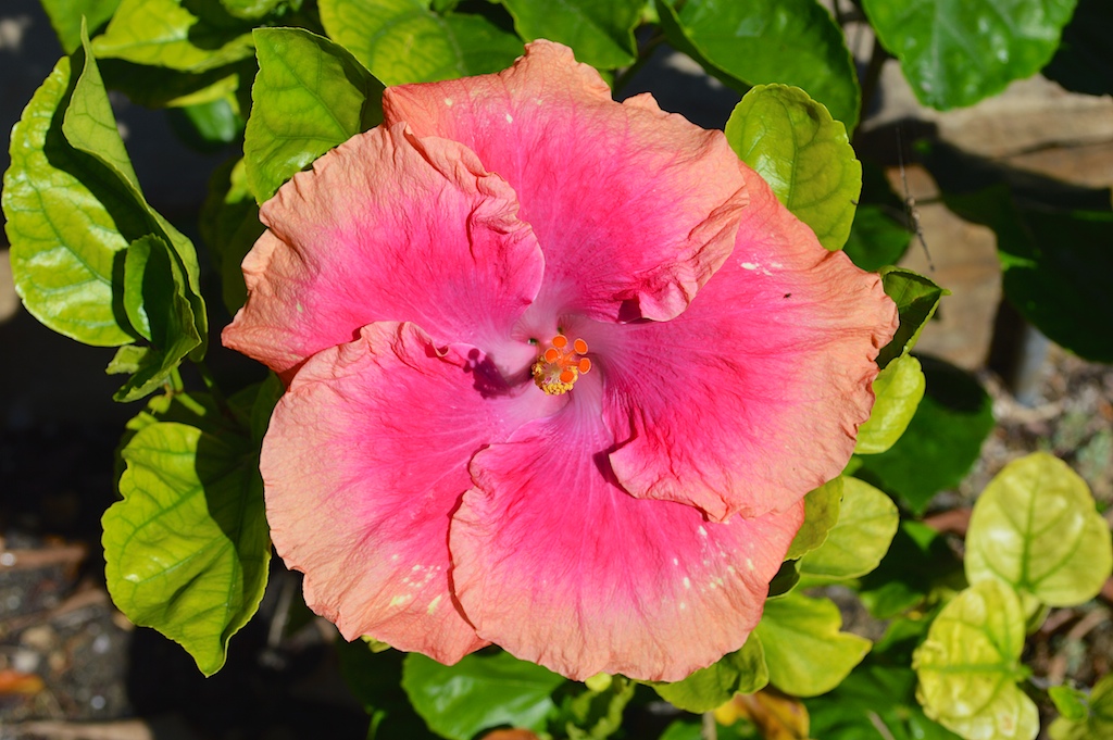 Hibiscus "Blush of Youth"
