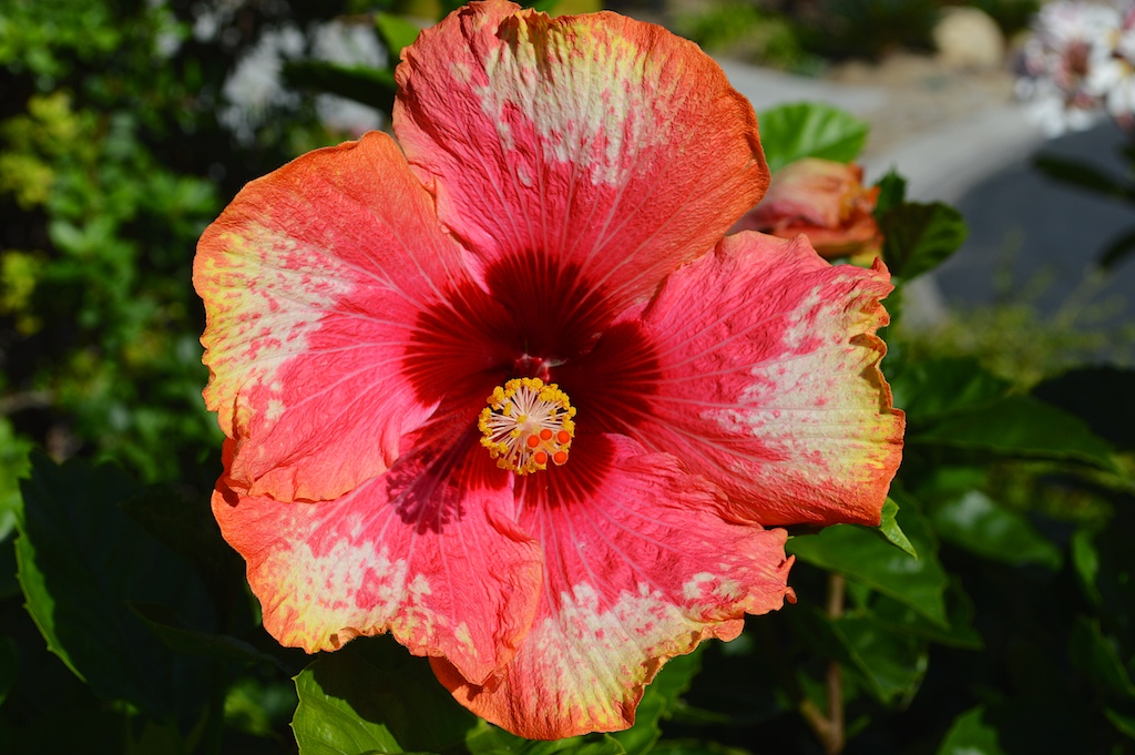 Hibiscus "Party Girl"