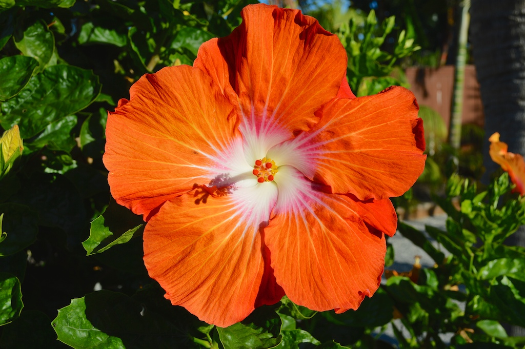 Hibiscus "Saffron"