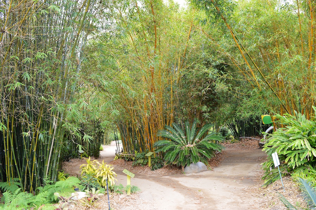 SDBG - Bamboo Garden