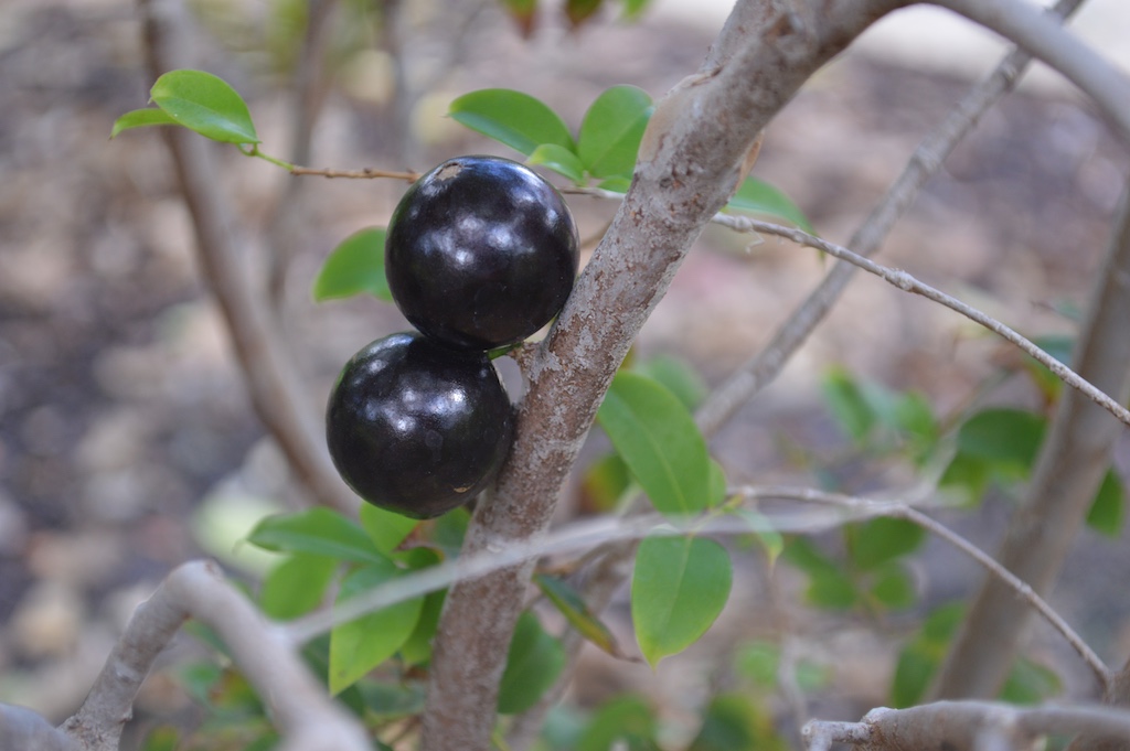Jaboticaba Ripe Fruit
