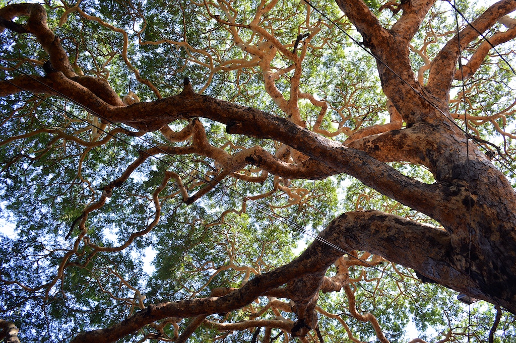 Htanaung Tree (Acacia leucophloea)