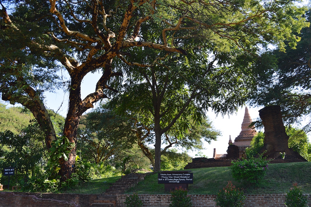 Htanaung Tree (Acacia leucophloea) at Bagan Thiripyitsaya Sanctuary Resort