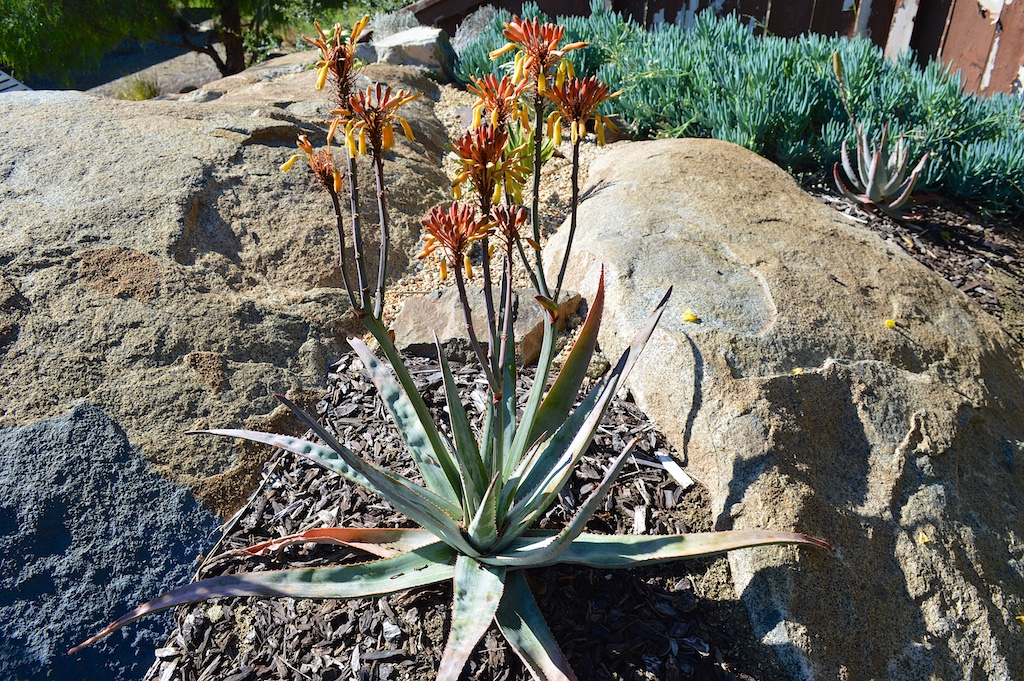 Aloe andringitrensis in Flower