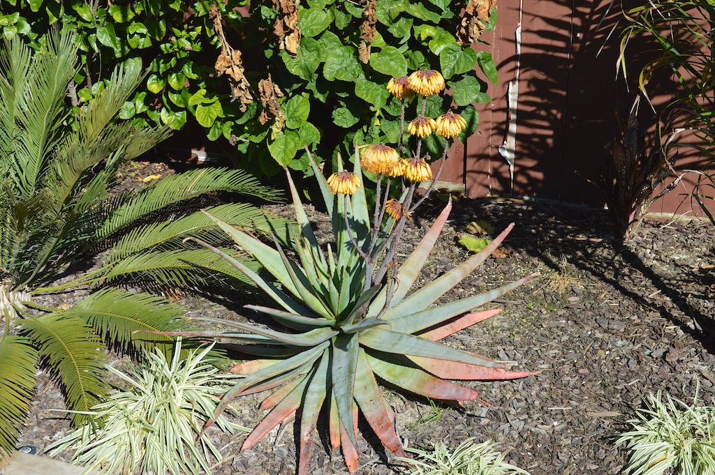 Aloe capitata Flowering
