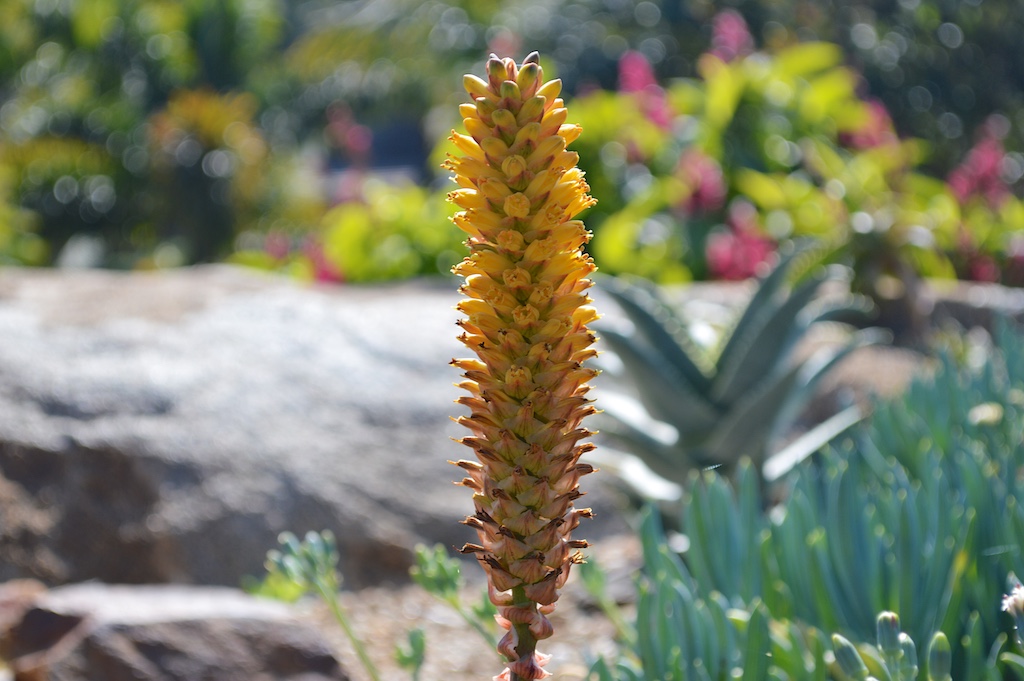 Aloe conifera Flower