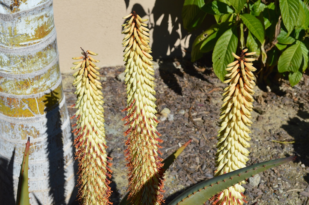 Aloe ferox 'white flowers'
