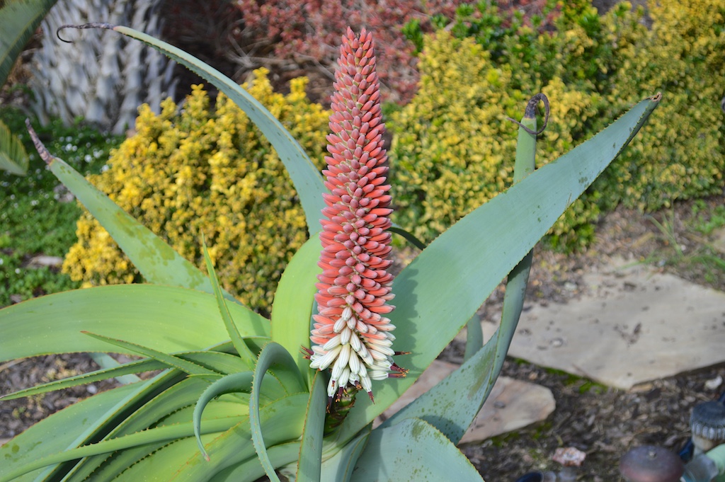 Aloe speciosa Flower