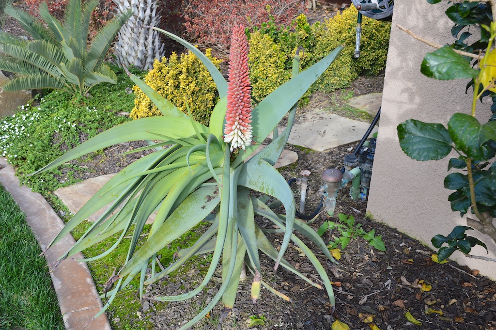 Aloe speciosa Flowering