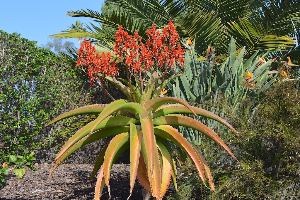 Aloe vaombe Flowering