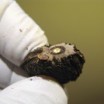 The de-lidding of Clinosperma macrocarpa seed