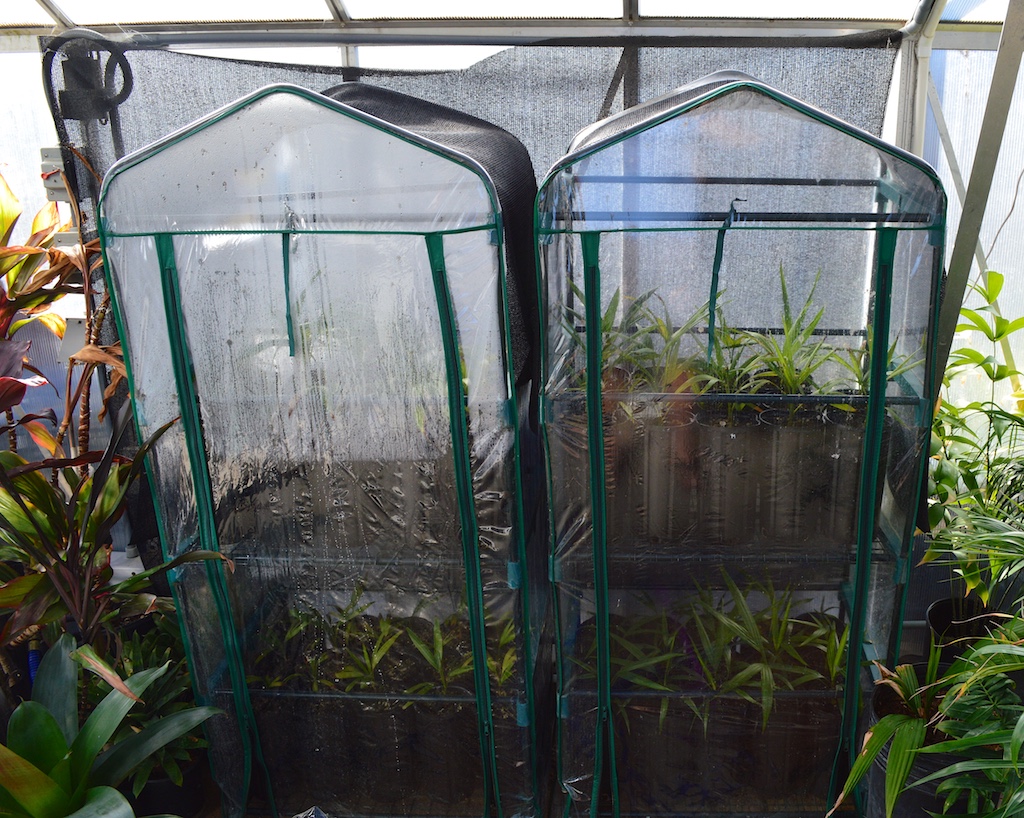 Clinosperma macrocarpa in Greenhouse within Greenhouse