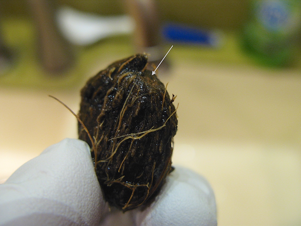 Clinosperma macrocarpa Seed