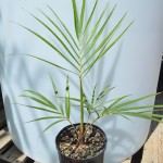 The cultivation of Clinosperma macrocarpa seedlings