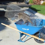 Pesky raccoon capture and relocation