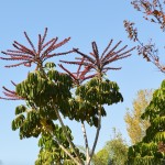 Schefflera or Tupidanthus? Wait for it to flower.