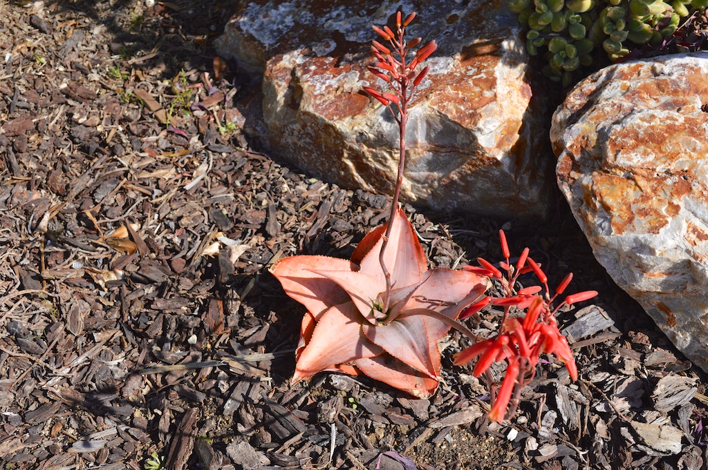 Aloe imalotensis Flowering