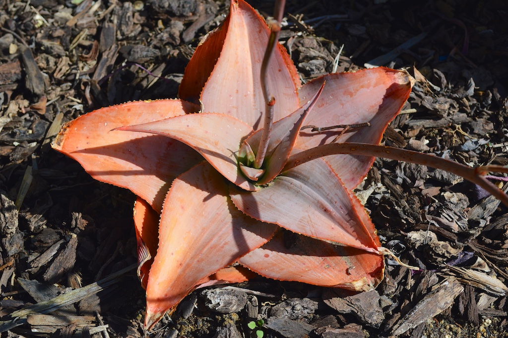 Aloe imalotensis