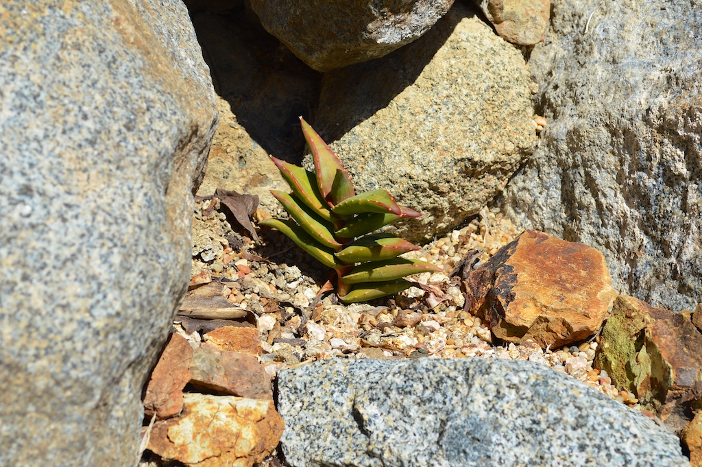 Aloe pearsonii