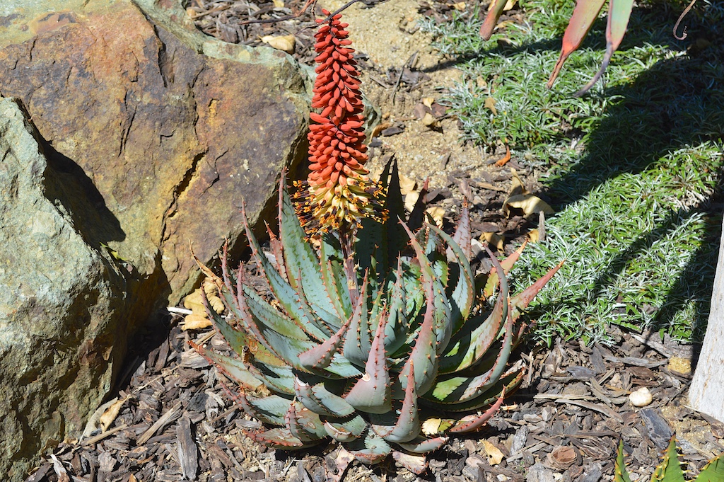 Aloe peglerae Flower