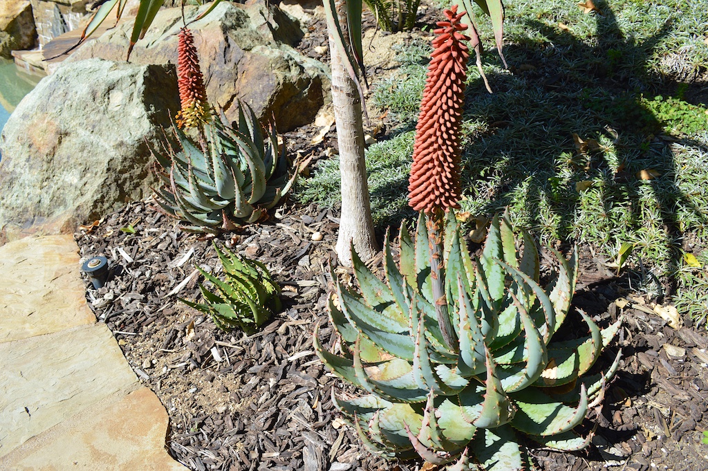 Aloe peglerae Flowering