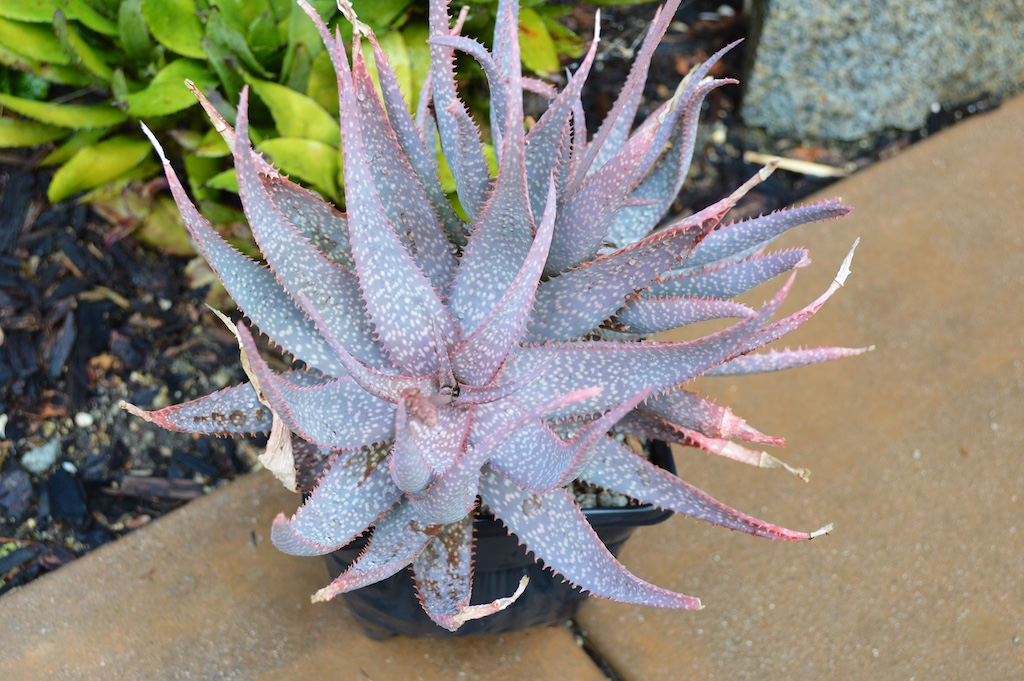 Aloe pictifolia Hybrid
