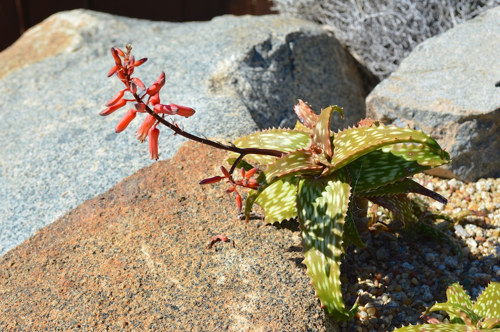Aloe squarrosa Flower